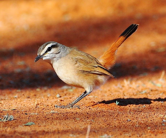 Kalahari scrub-robin