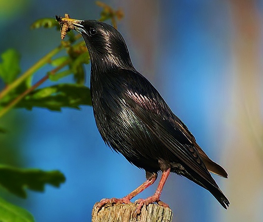 Spotless starling