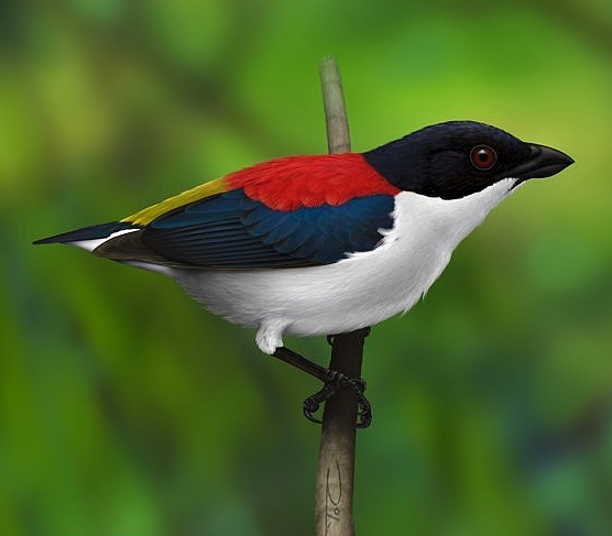 Cebu flowerpecker