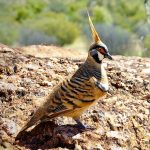 Spinifex pigeon