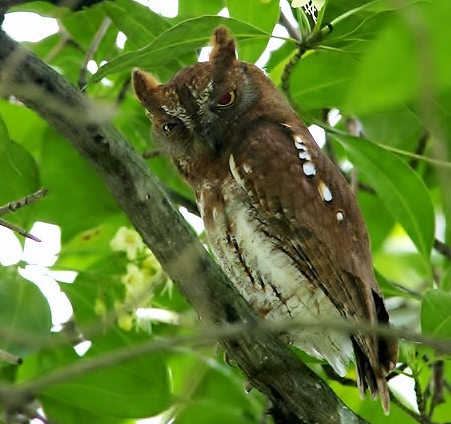 Oriental scops-owl