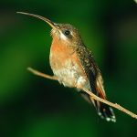 Rufous-breasted hermit