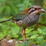 Scaly ground-roller