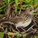 Short-tailed pipit