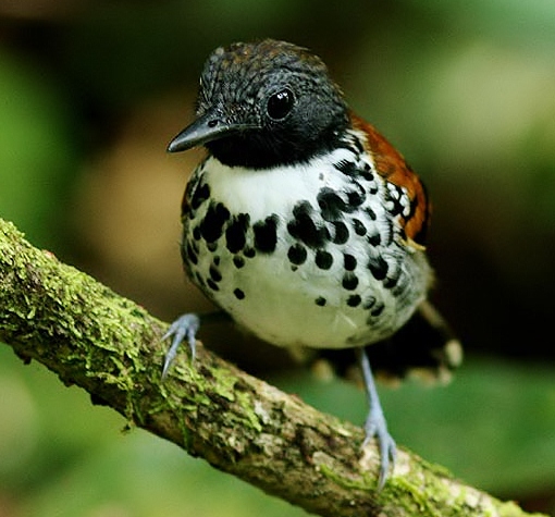 Spotted antbird
