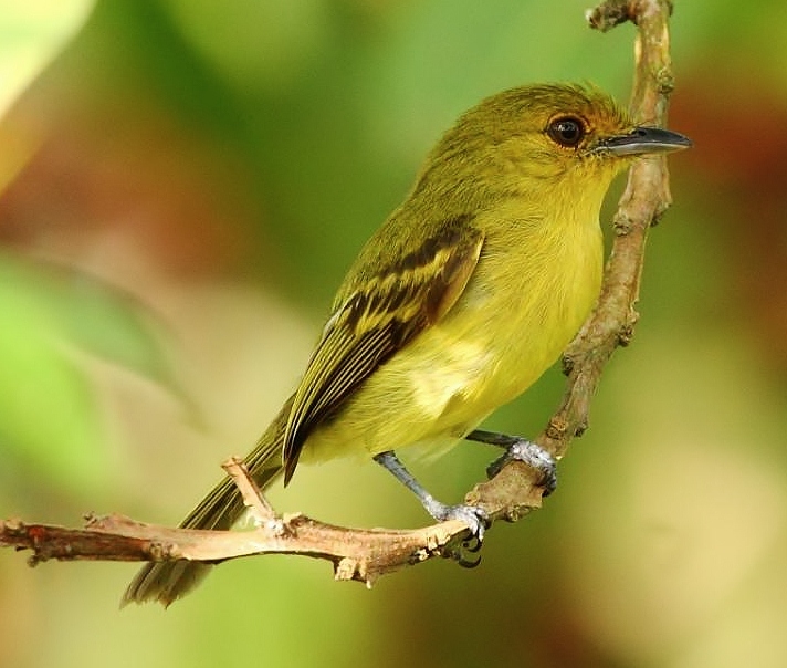 Yellow-breasted flatbill