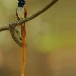Asian paradise-flycatcher