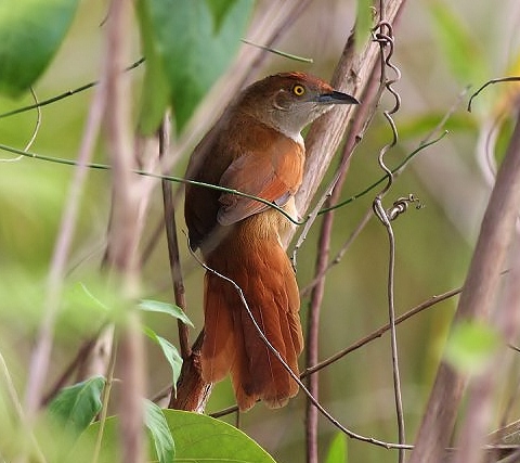 Greater thornbird