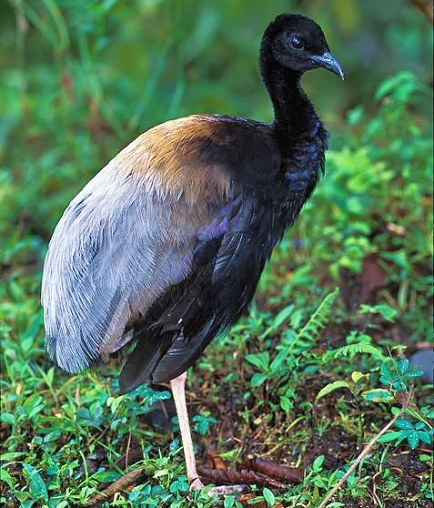 Grey-winged trumpeter