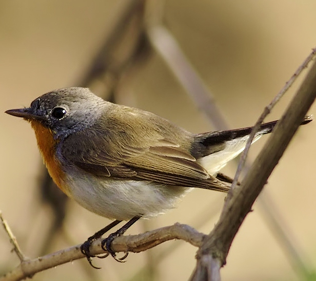 Red-breasted flycatcher