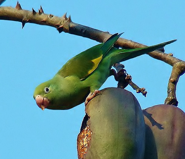 White-winged parakeet