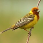 Red-headed bunting