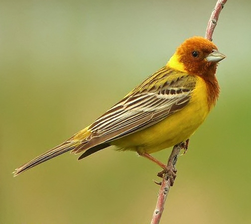 Red-headed bunting