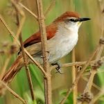 Yellow-chinned spinetail