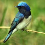 Blue-and-white flycatcher