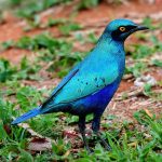 Greater blue-eared glossy-starling