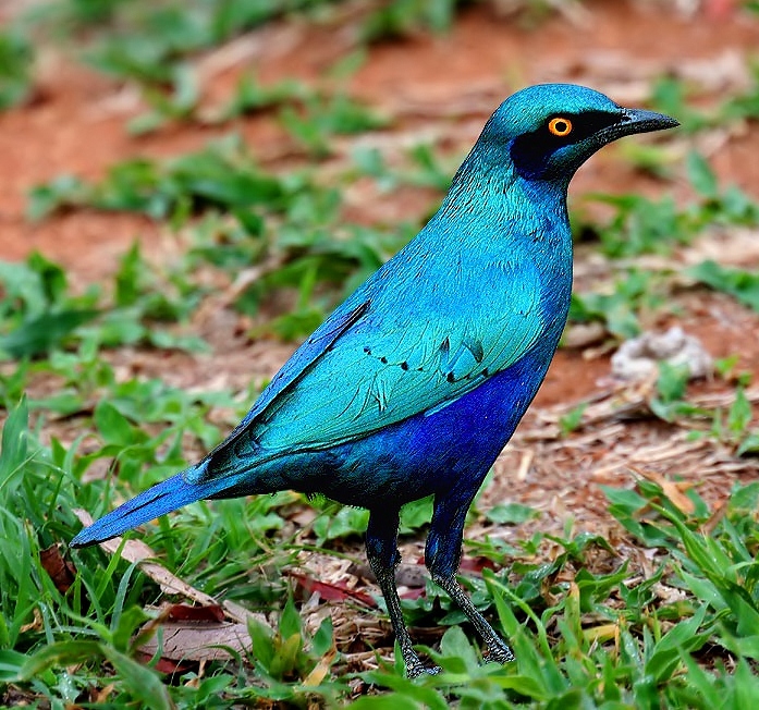 Greater blue-eared glossy-starling