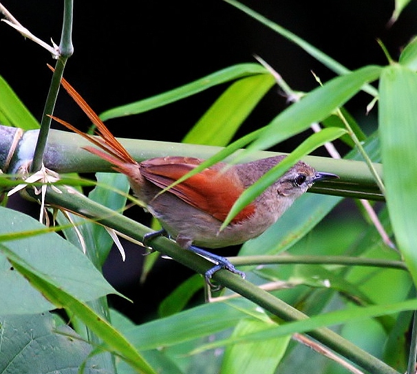 Plain-crowned spinetail