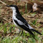 White-winged triller