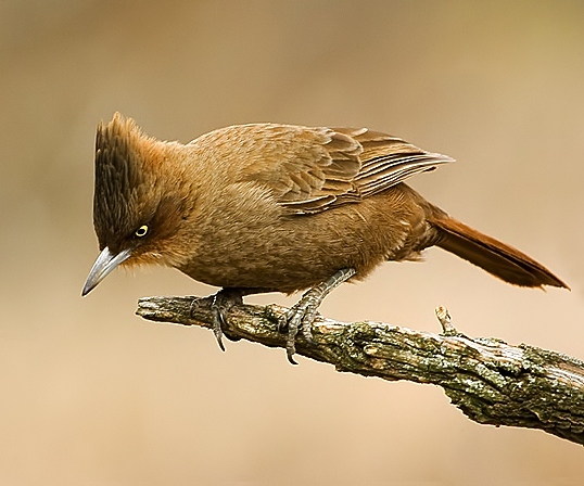 Brown cacholote
