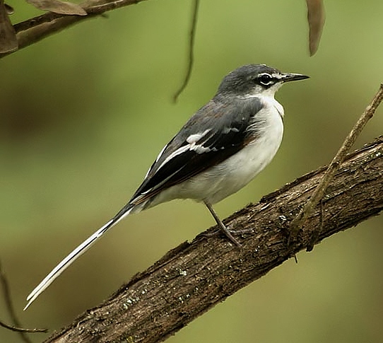 Mountain wagtail