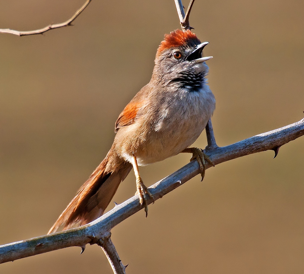 Pale-breasted spinetail
