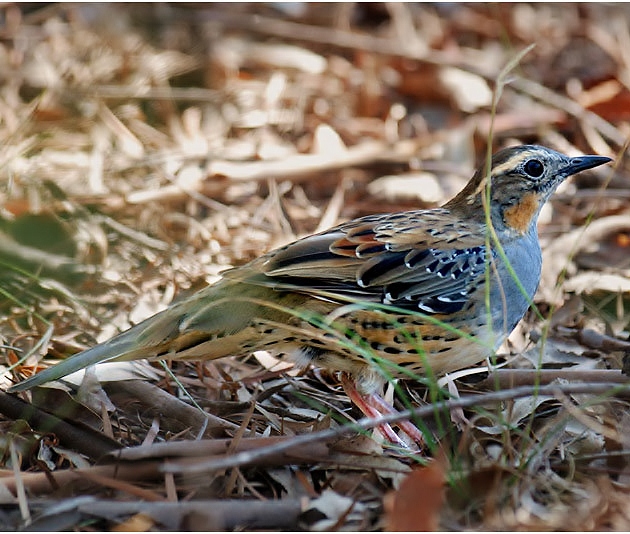 Spotted quail-thrush