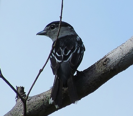 Black-capped becard