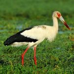 Maguari stork