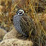 Montezuma quail