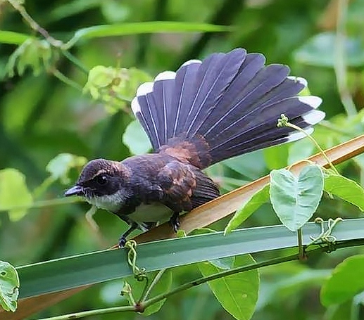 Pied fantail