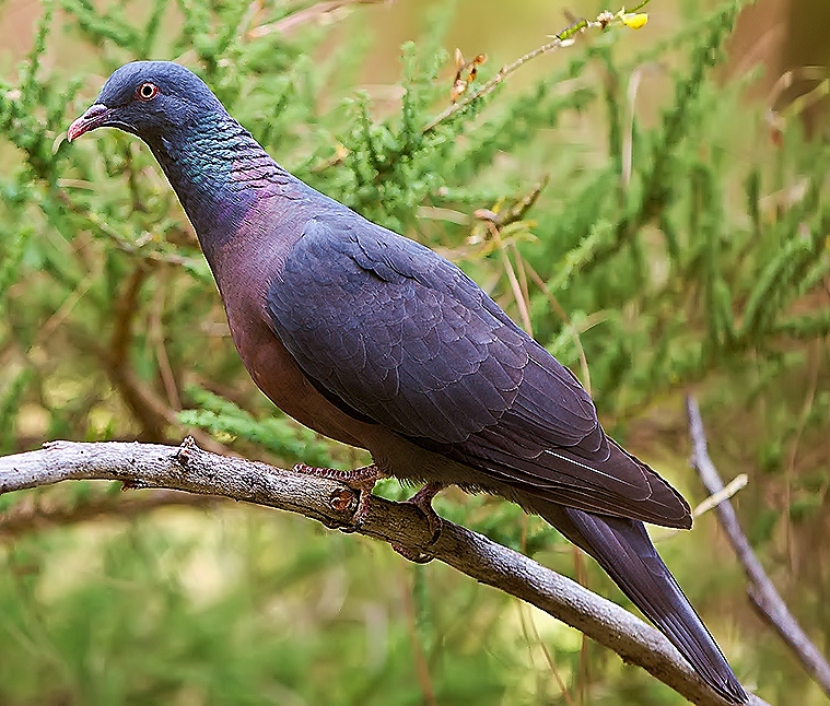 Dark-tailed laurel pigeon