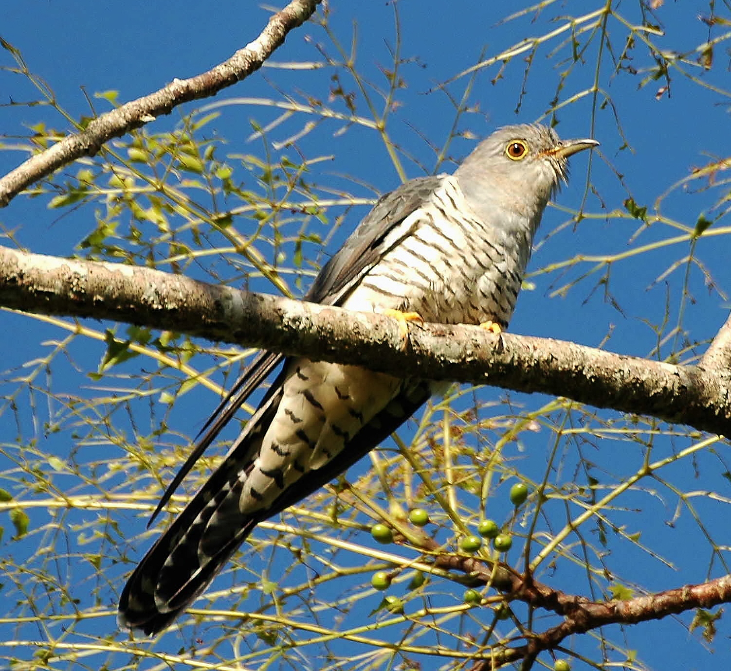 Oriental cuckoo