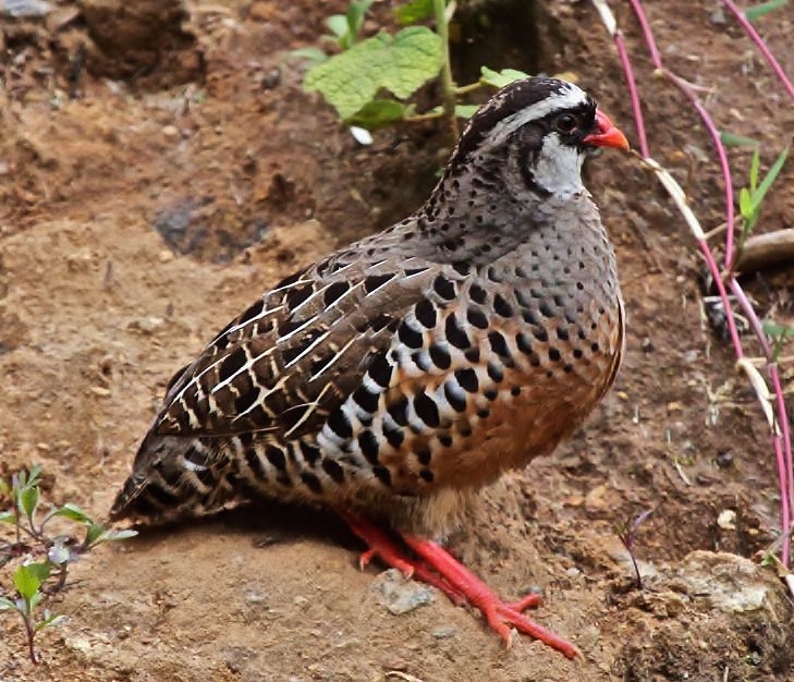 Painted bush-quail
