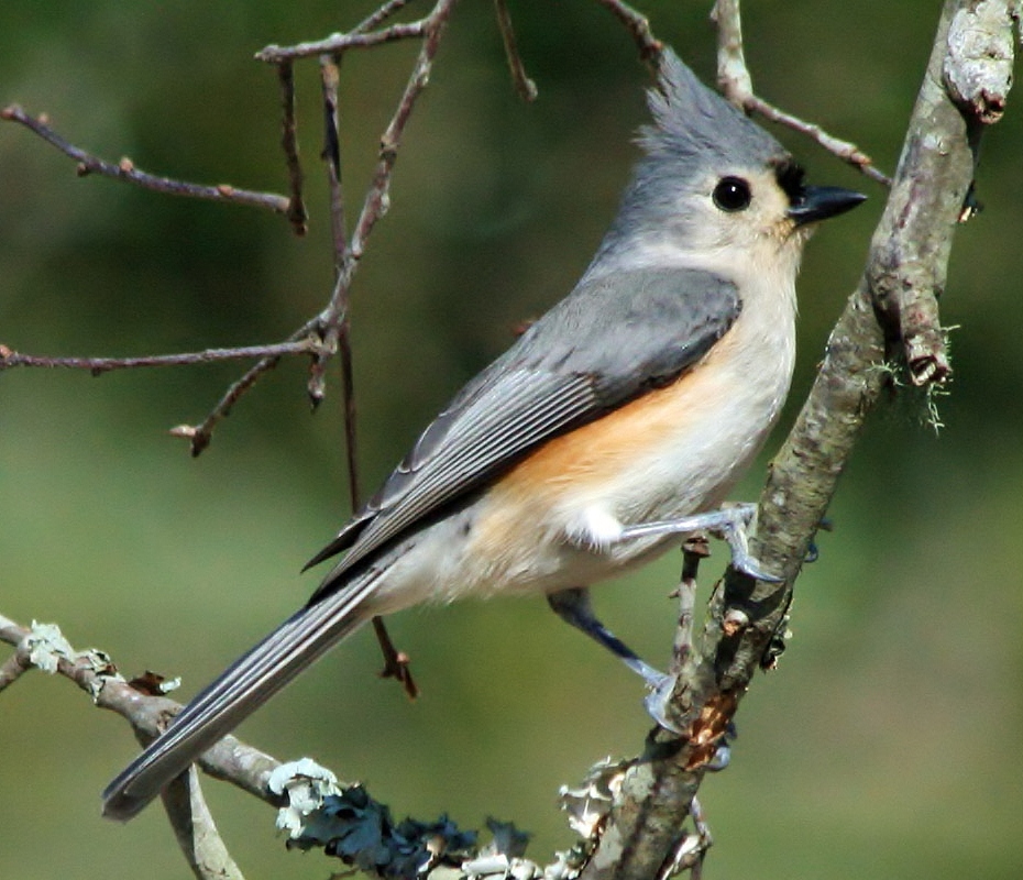 Tufted titmouse