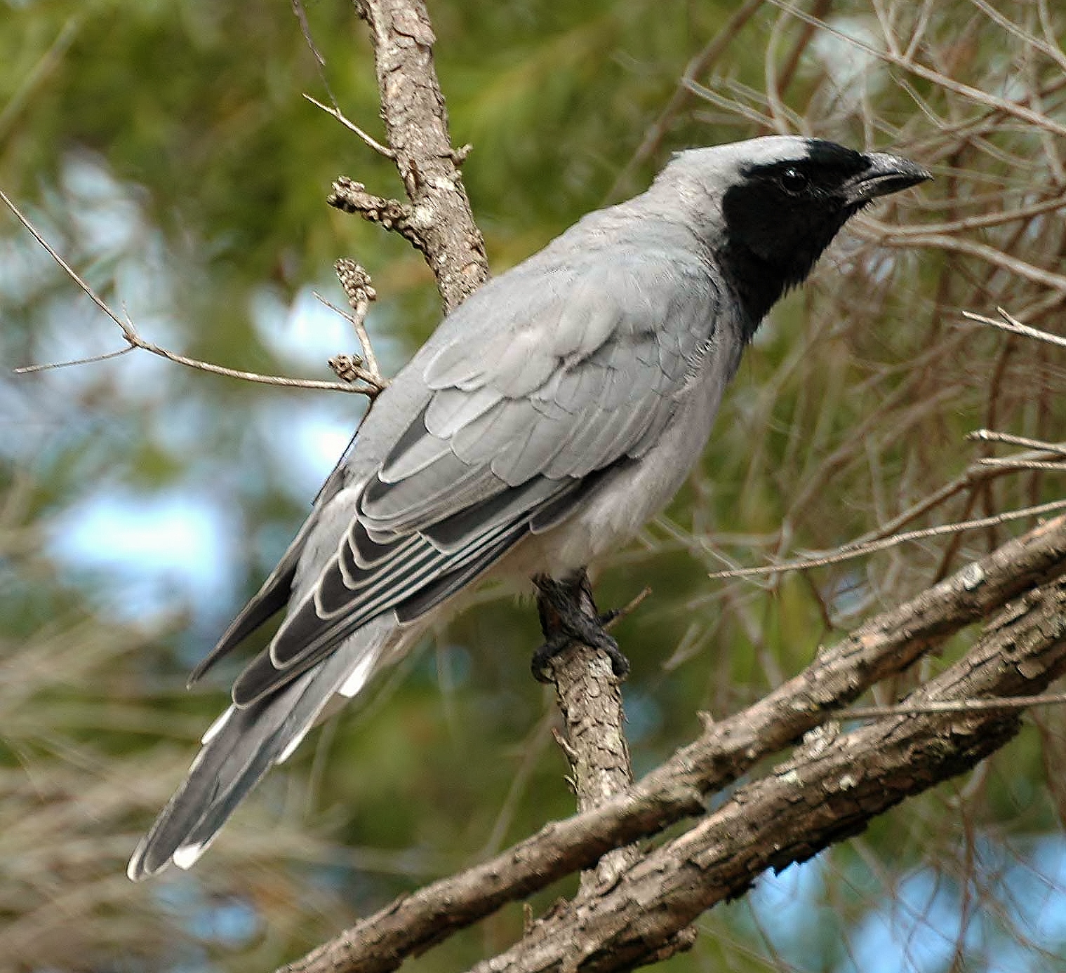 Black-faced cuckoo-shrike