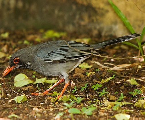 Red-legged thrush
