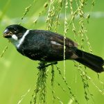 Wing-barred seedeater