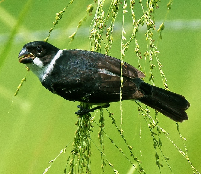 Wing-barred seedeater