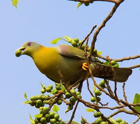 Yellow-footed green-pigeon