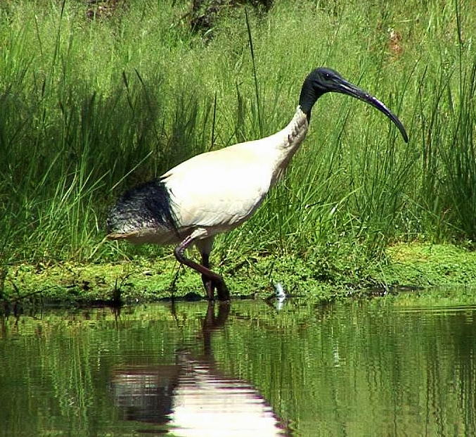 Australian white ibis