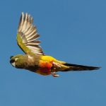 Burrowing parrot