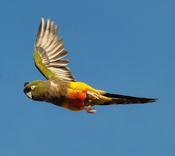 Burrowing parrot