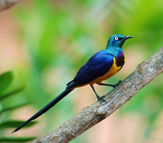 Golden-breasted starling