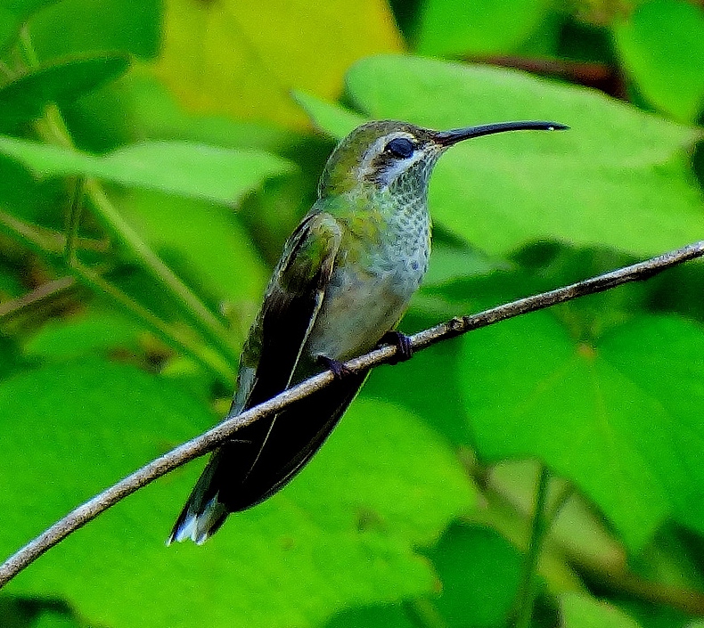 White-tailed goldenthroat