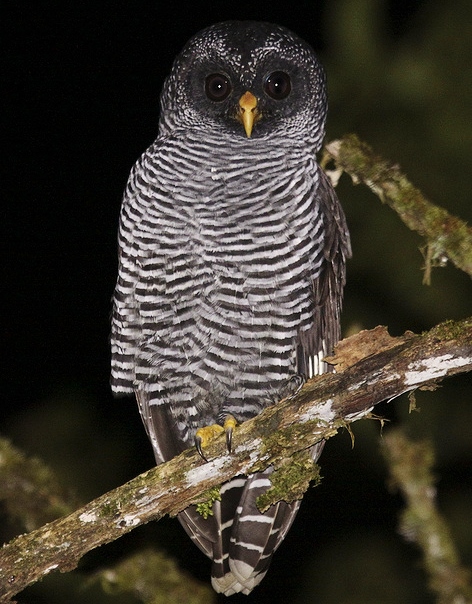 Black-and-white owl