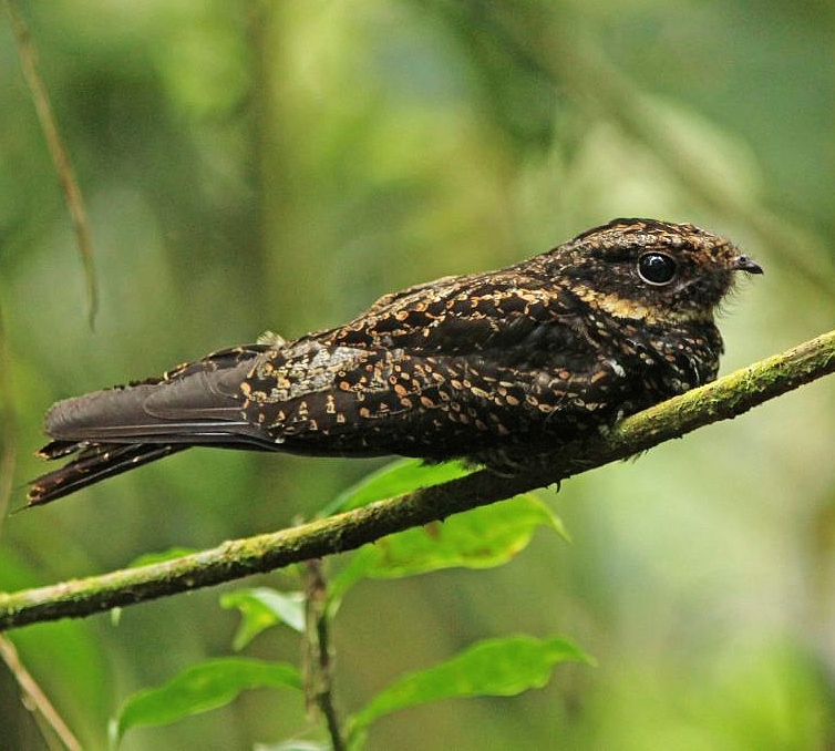 Sulawesi eared-nightjar
