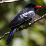 Black nunbird