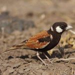 Chestnut-backed sparrowlark
