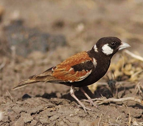Chestnut-backed sparrowlark